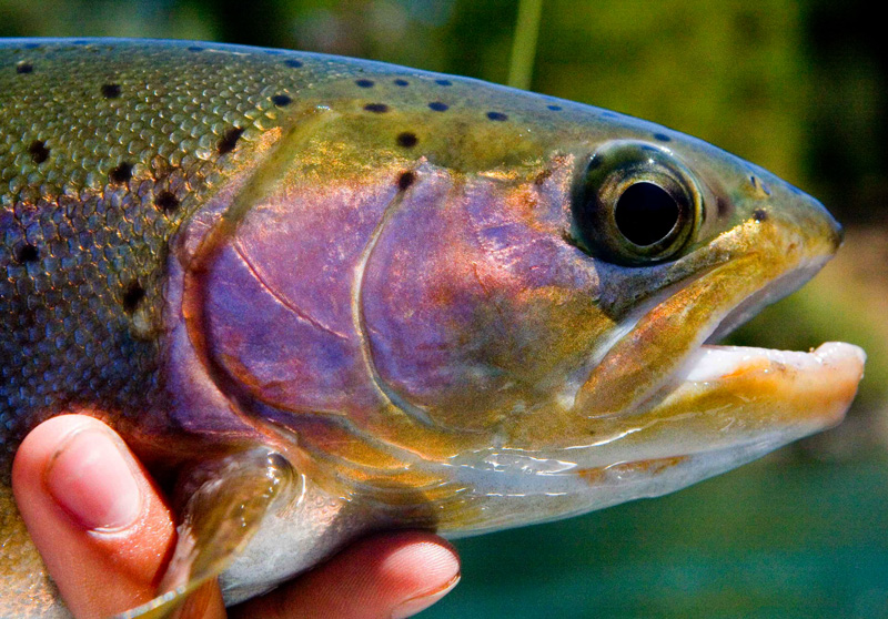Sacramento River Rainbow